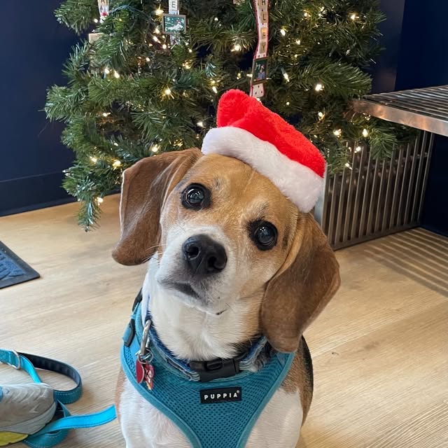 Hamlin Animal Hospital Facebook ad