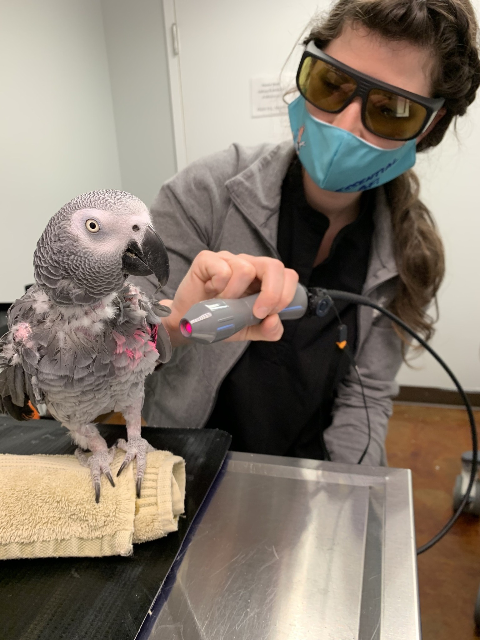 Hopkinton Animal Hospital Facebook ad: Veterinary acupuncture