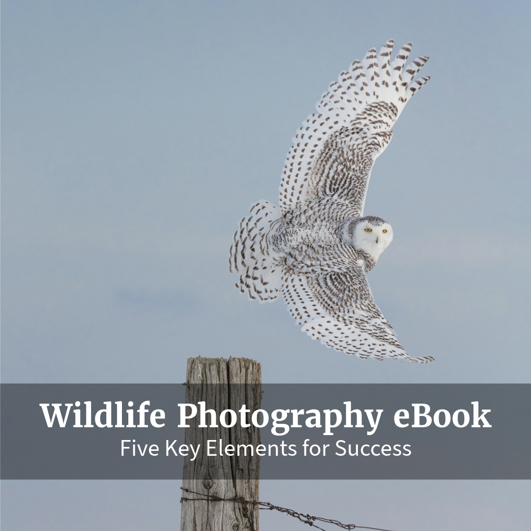 Akari Photo Tours Facebook ad: Free eBook - Wildlife Photography
