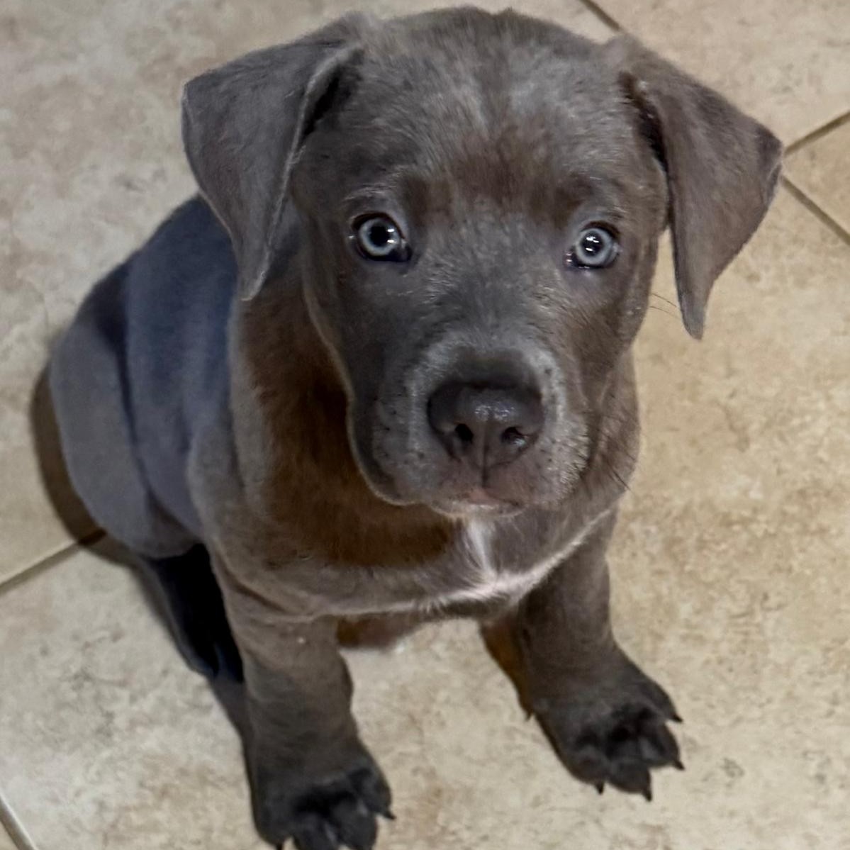 Operation Pets Alive Facebook ad: Join us at PetSmart Grand Parkway on January…