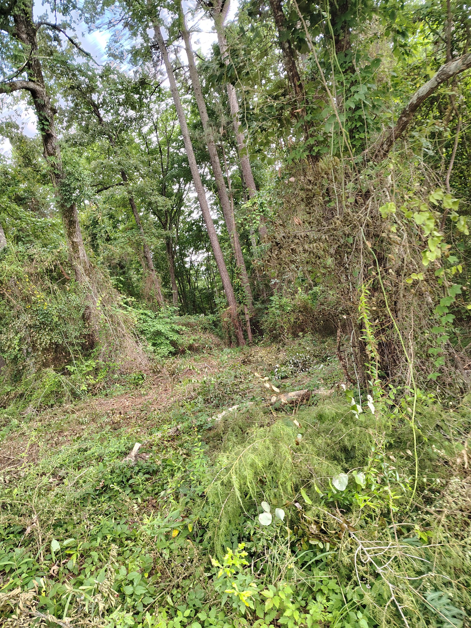 C&R Land Service Facebook ad: Forestry mulching is one of the most efficient…