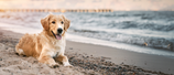 Vivance Pets Facebook ad