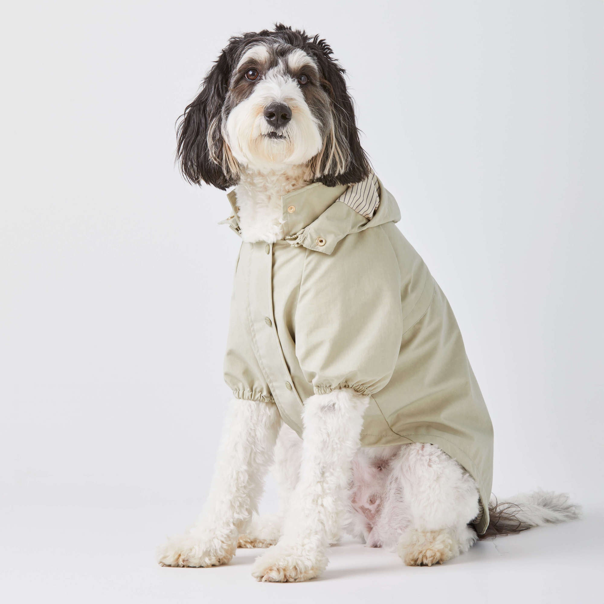 The Foggy Dog Facebook ad