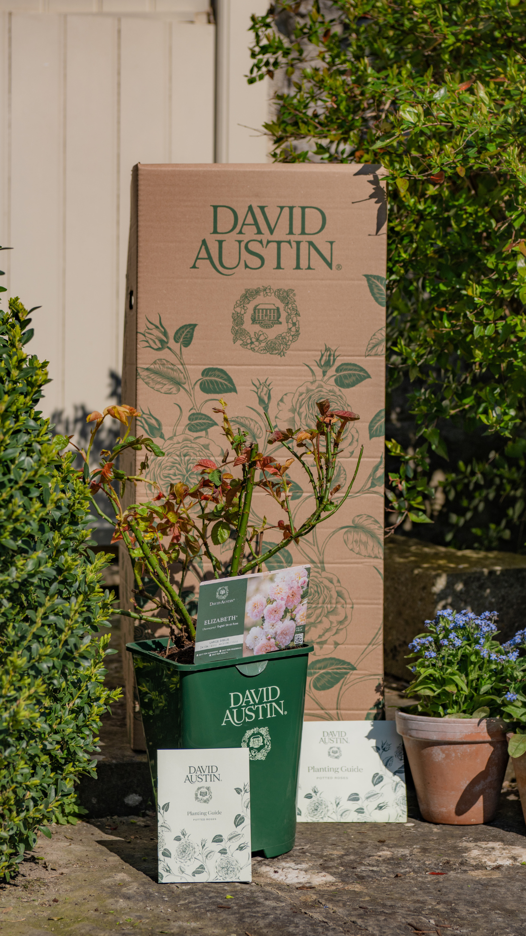 David Austin Roses Facebook ad from May 1, 2026