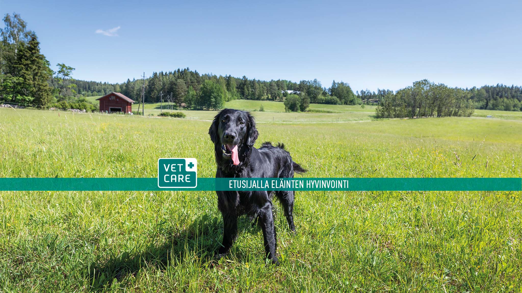Vetcare Finland Facebook ad