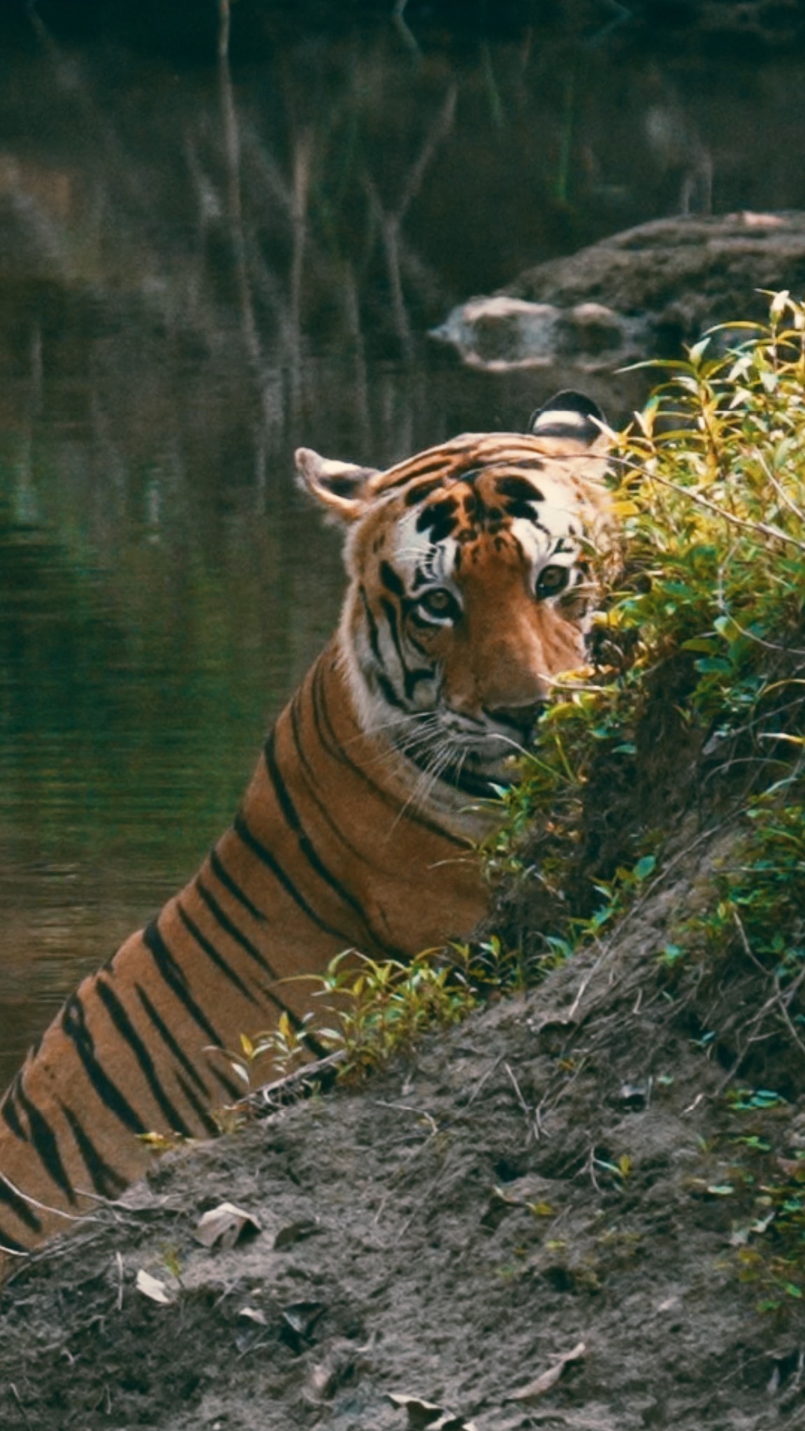Arijit Sen Wildlife & Landscape Photography Facebook ad: A beautiful encounter with the famous Pattewala Male…