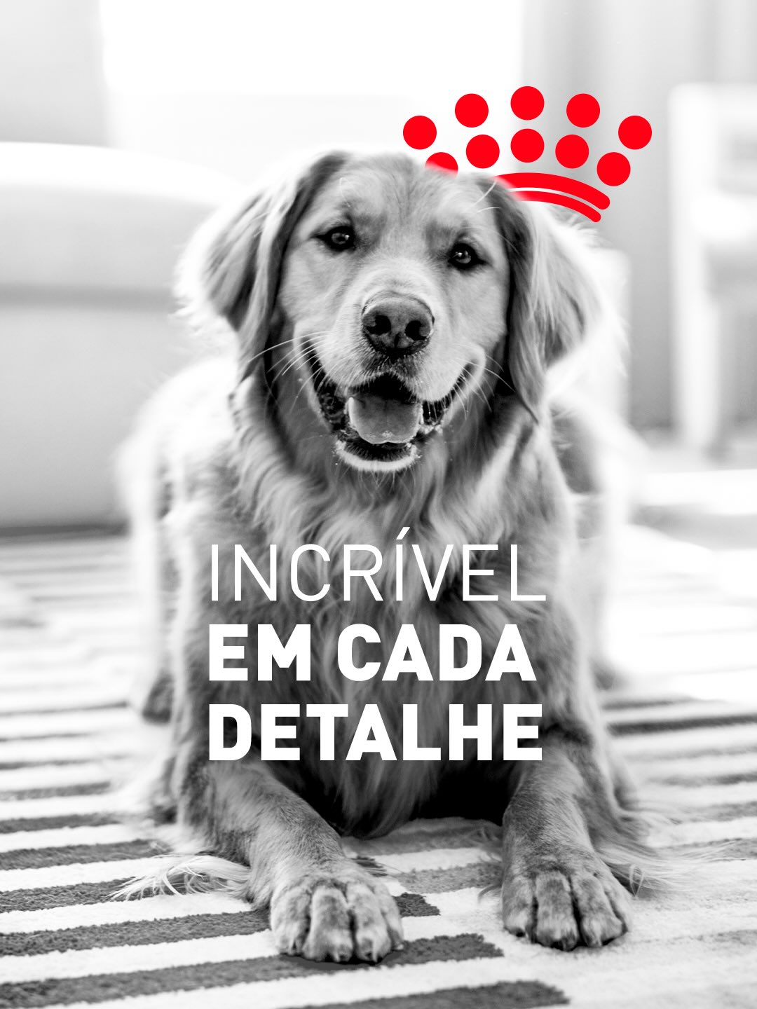 Royal Canin Facebook ad: Quando você escolhe a alimentação do seu pet…