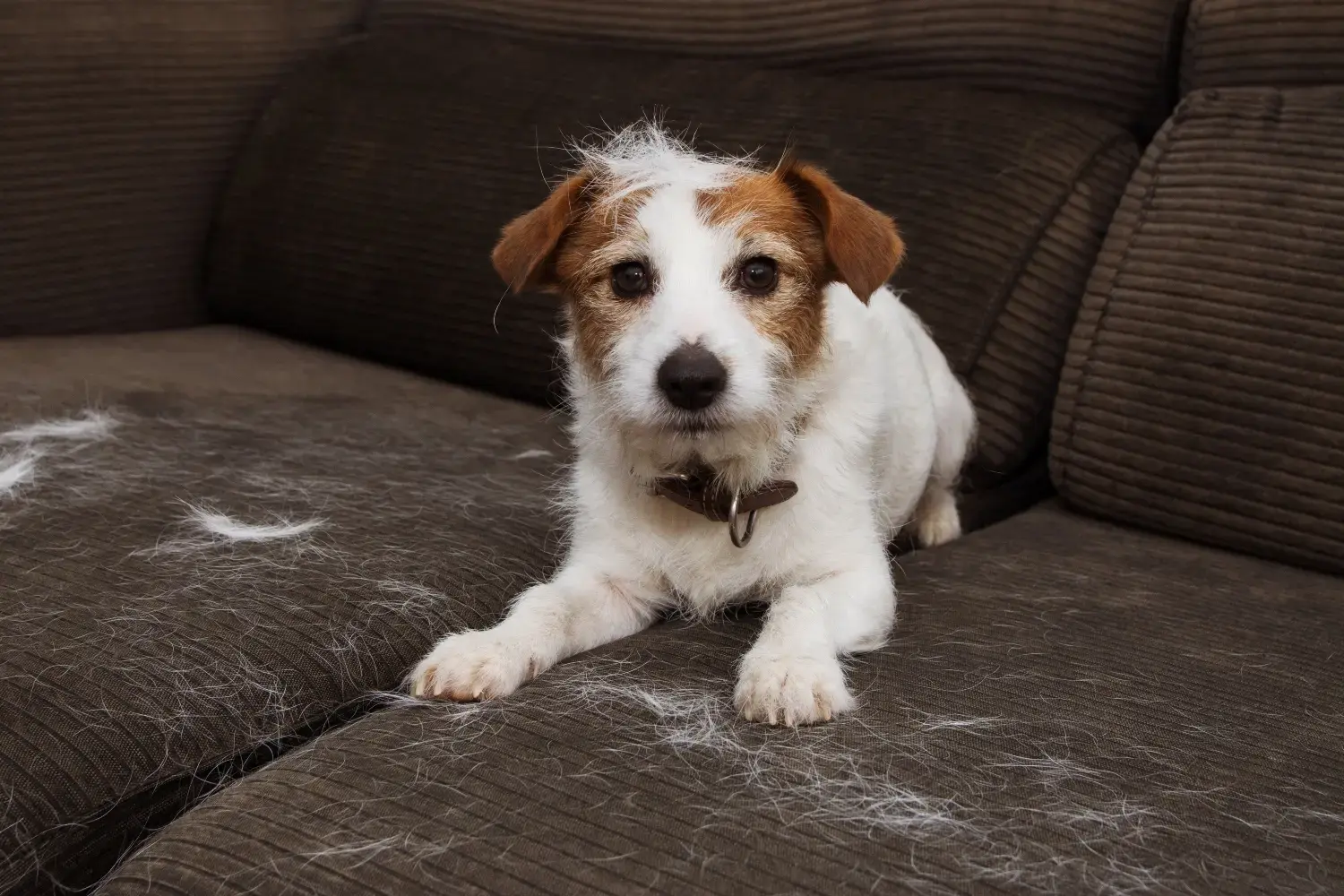 Homes Alive Pets Facebook ad