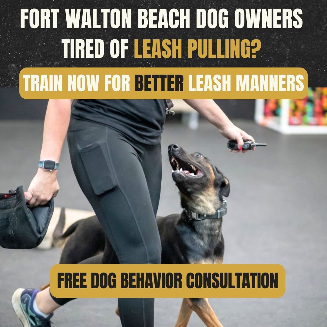 BTS K9 Dog Training Facebook ad