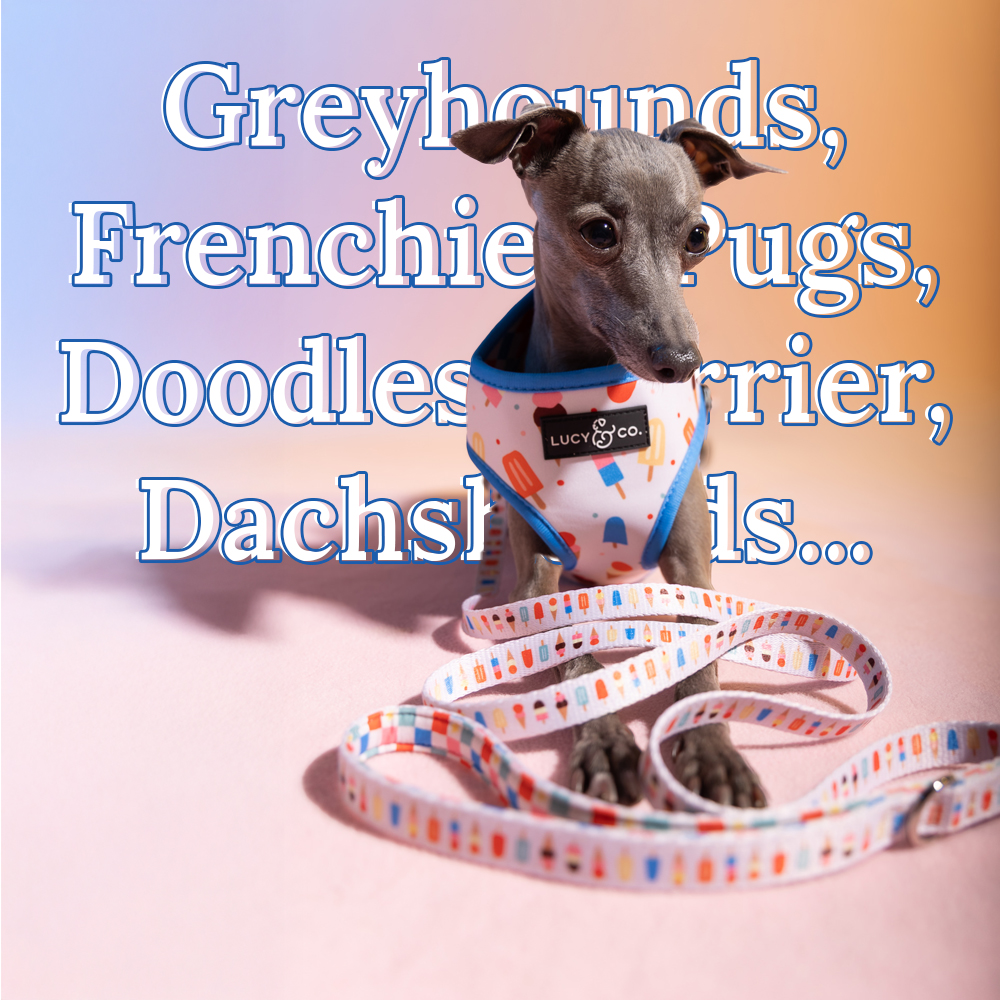 Lucy & Co. Facebook ad