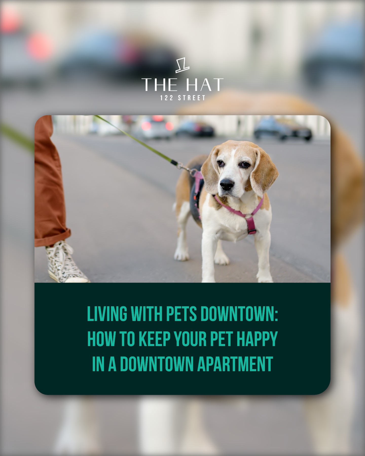 The Hat 122 Street Facebook ad: Pets welcome-and we mean it.