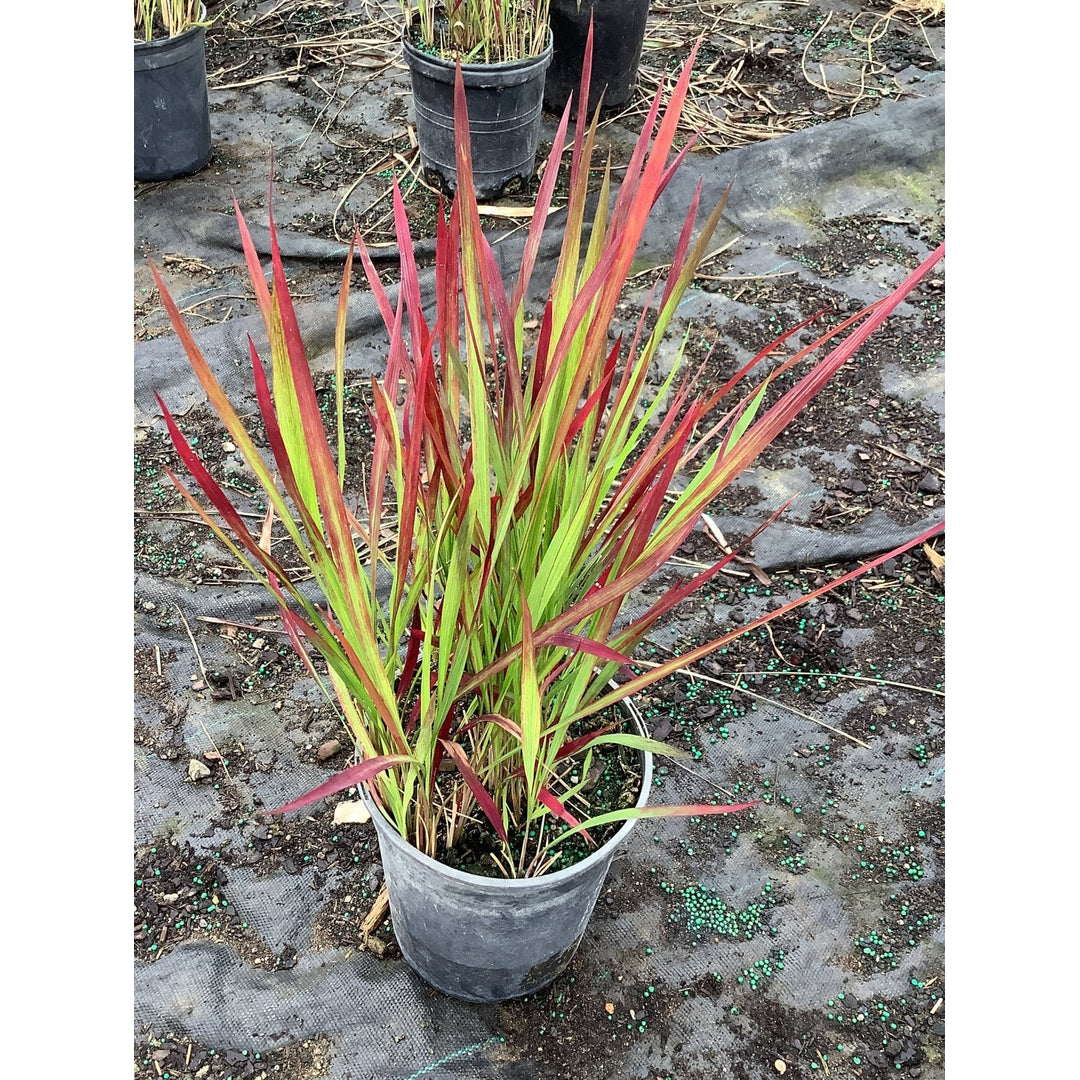Nature Hills Nursery Facebook ad