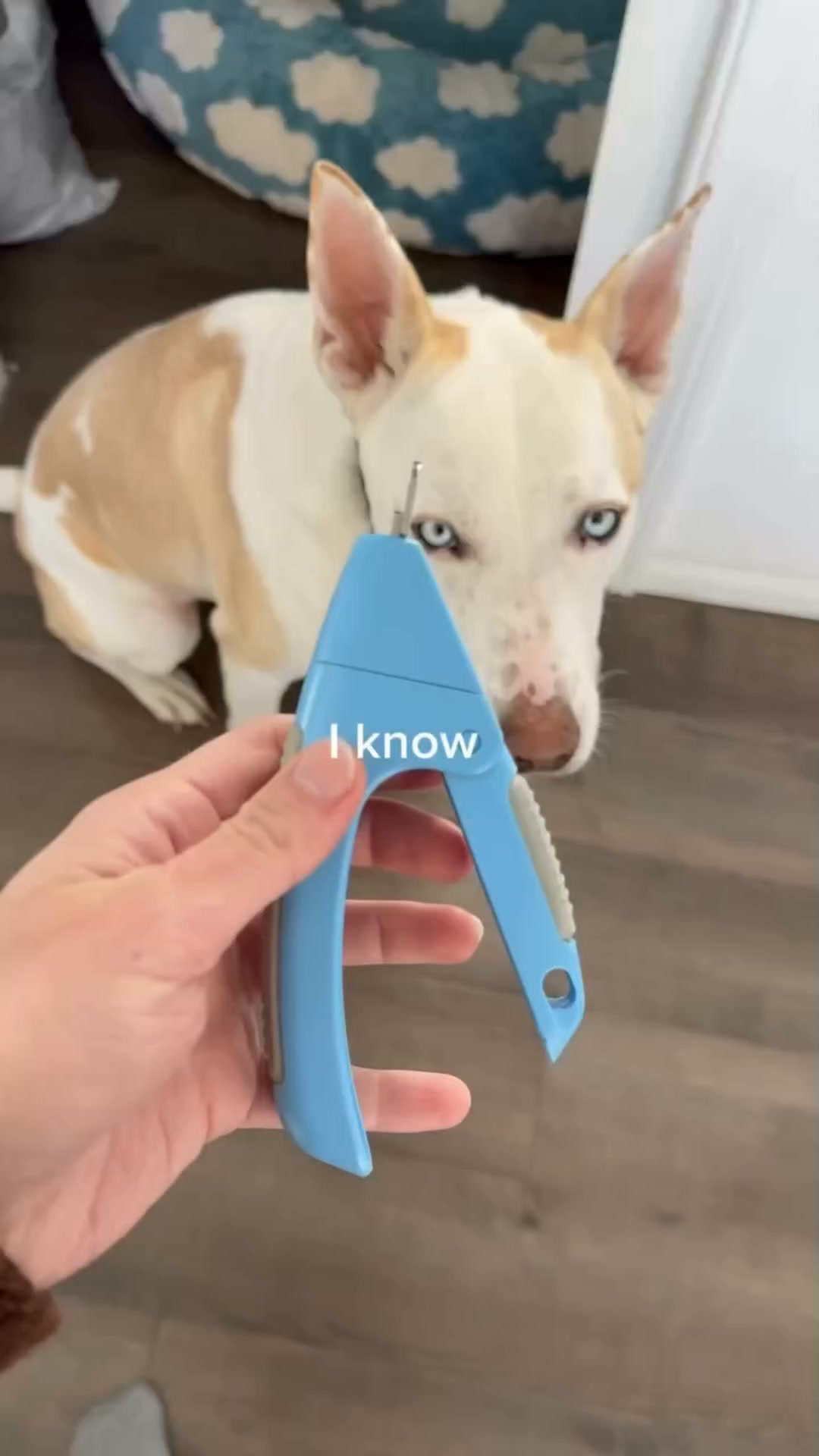 Shoppit Facebook ad