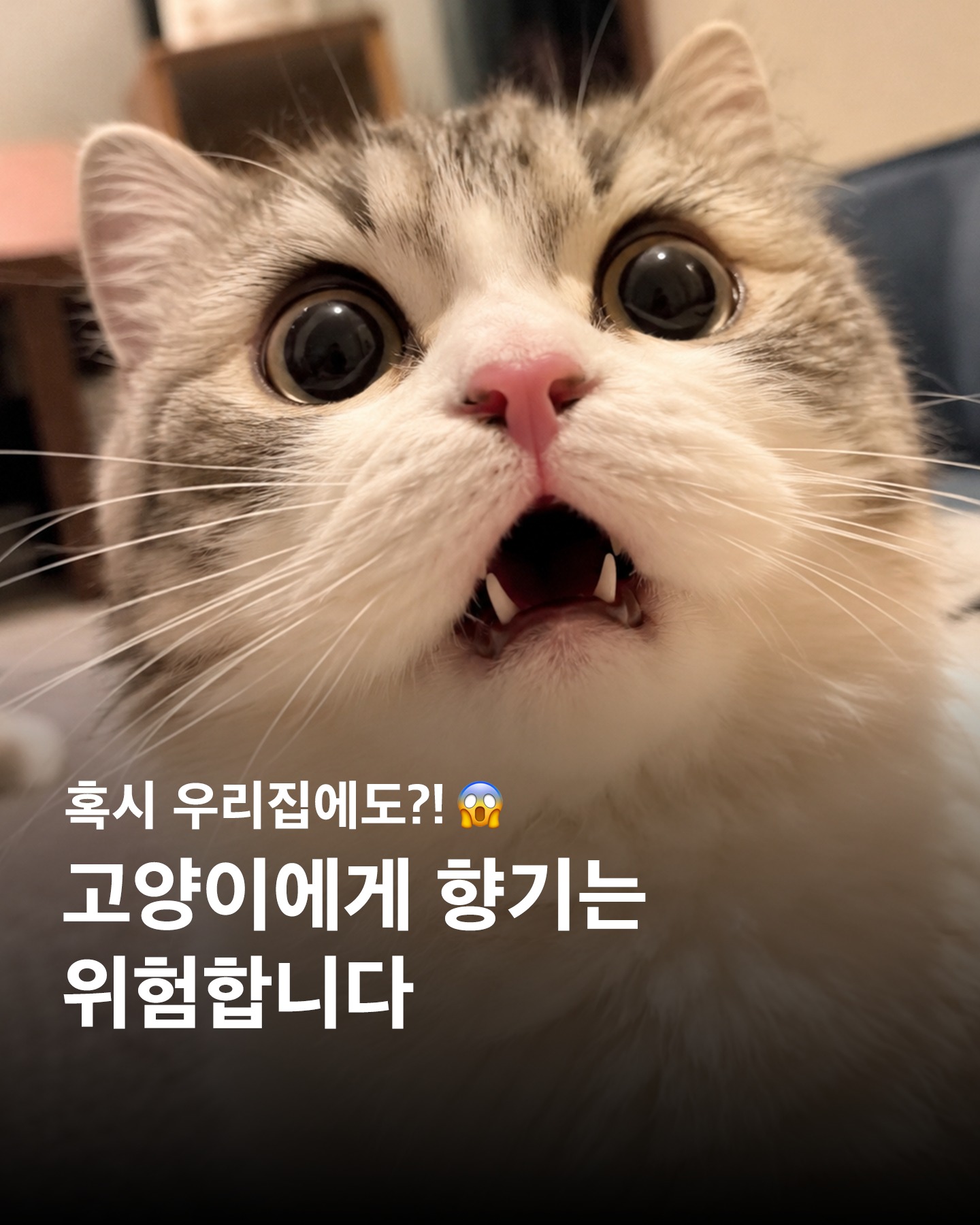 나는 집사다 Facebook ad