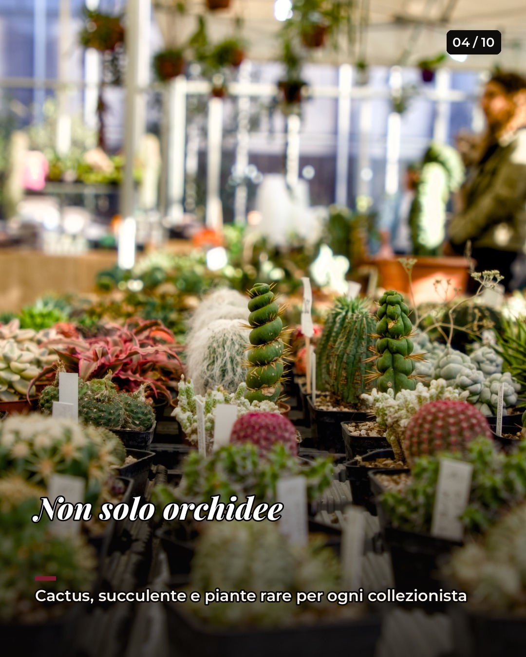 ORCHidea - Mostra Mercato Facebook ad: Chat in Messenger