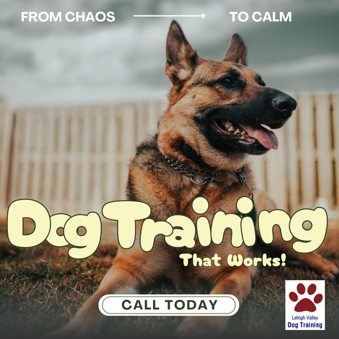 Marx's Lehigh Valley Dog Training Facebook ad: Personalized Dog Training, Right to Your Door - Lehigh…
