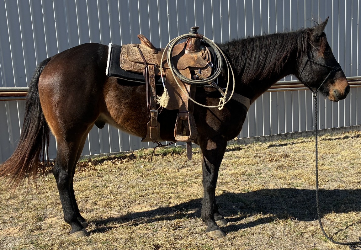 Bowie Texas Livestock: Consignment Horses Facebook ad: Bowie Catalog Sale February 7th 2026