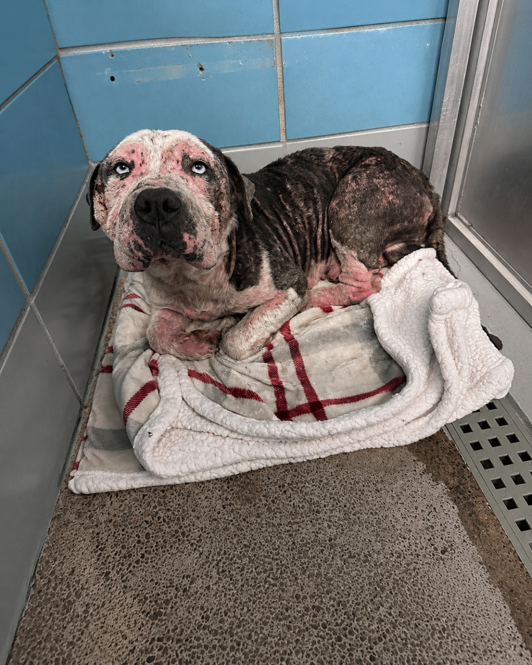 Whitmore Animal Hospital Facebook ad