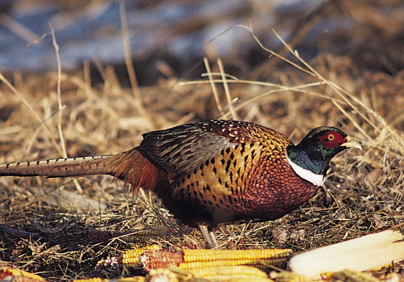 Harpole's Heartland Lodge Hunting Facebook ad