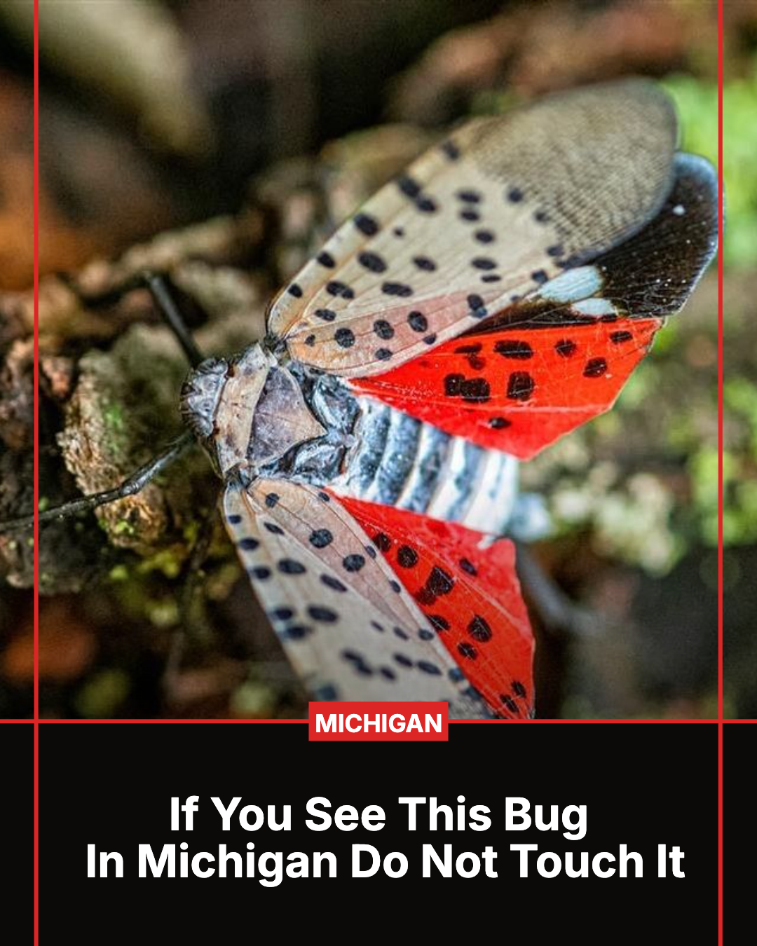 Michigan Gardener Facebook ad: If You See This Bug In Michigan Do Not Touch It
