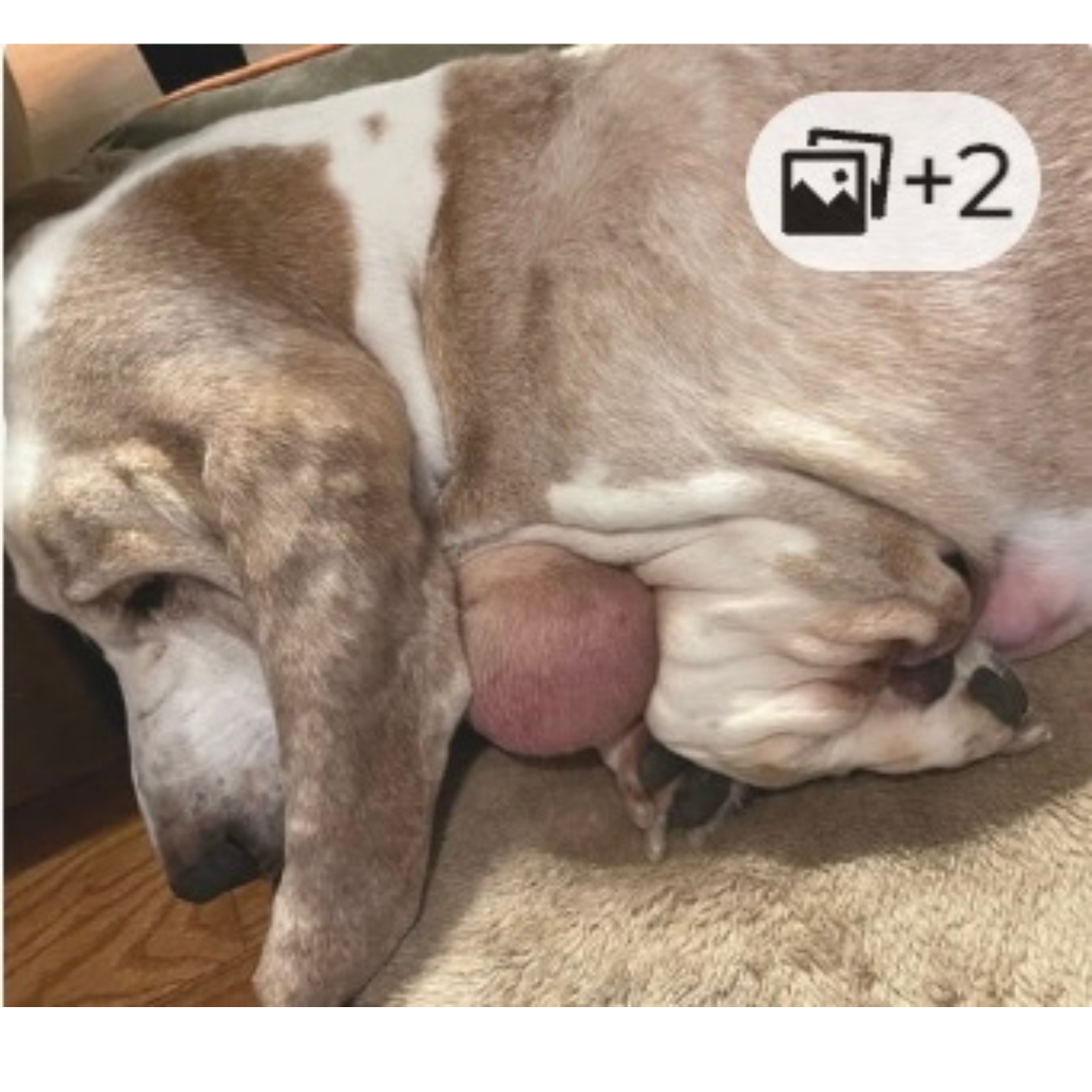 Petsmont Facebook ad