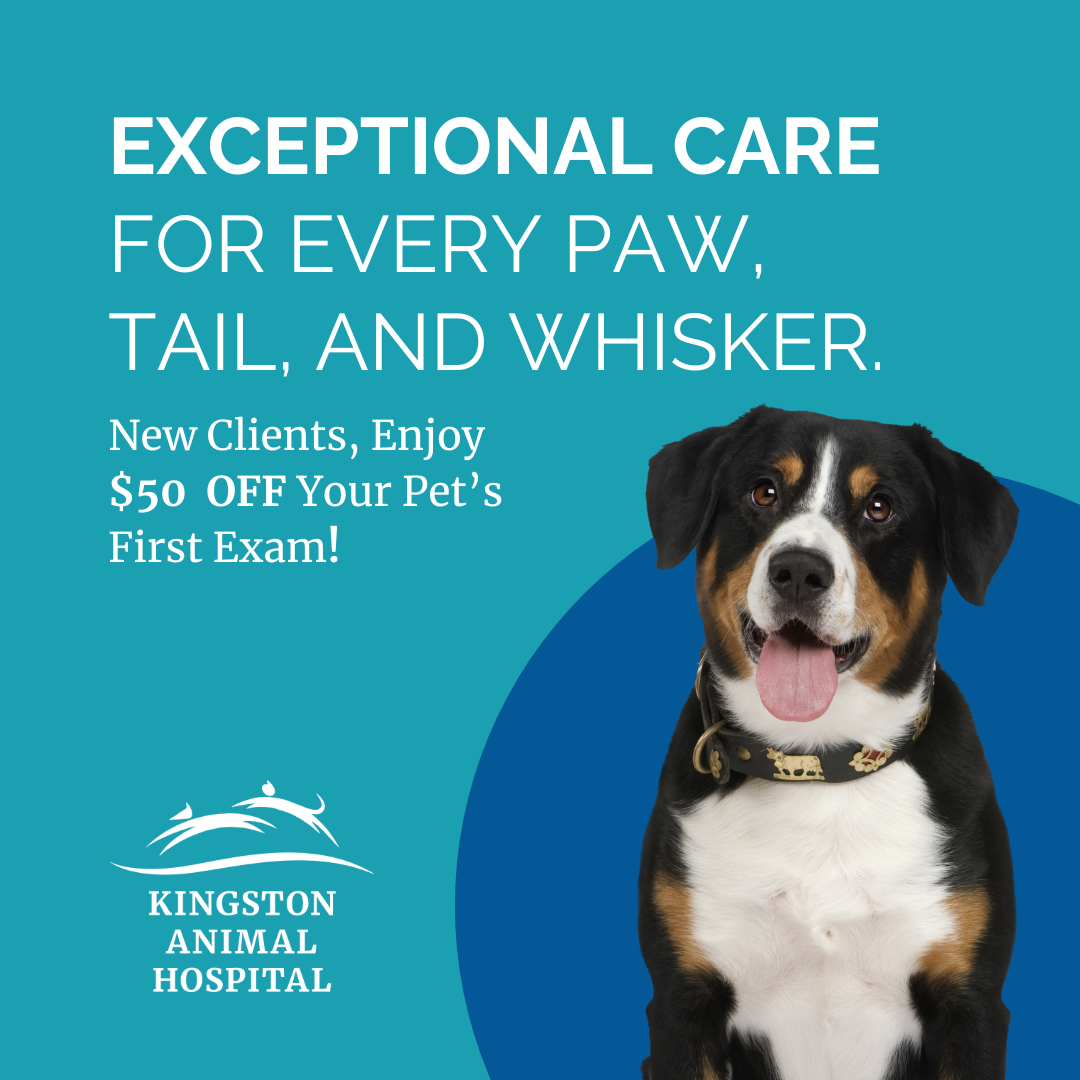 Kingston Animal Hospital Facebook ad: Save $50 on Your First Visit!