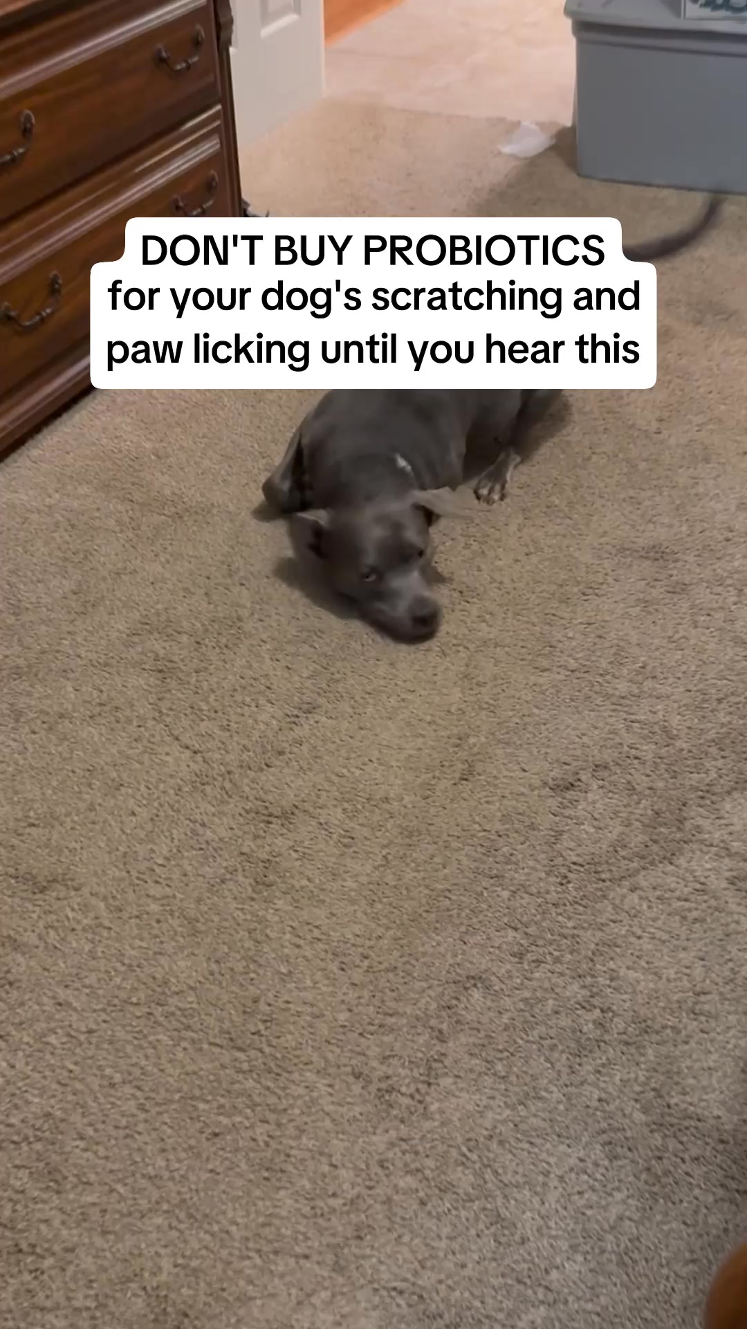 PetLab Co. Facebook ad: Do dog probiotics for itching work?