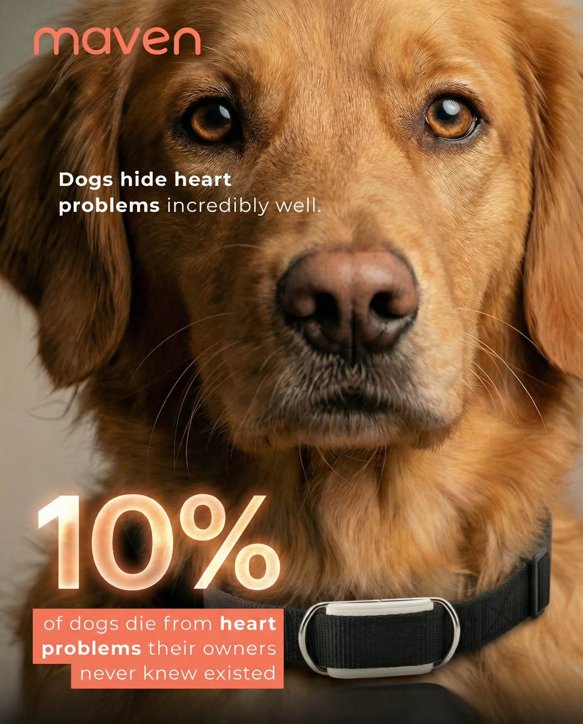 Maven Pet Facebook ad