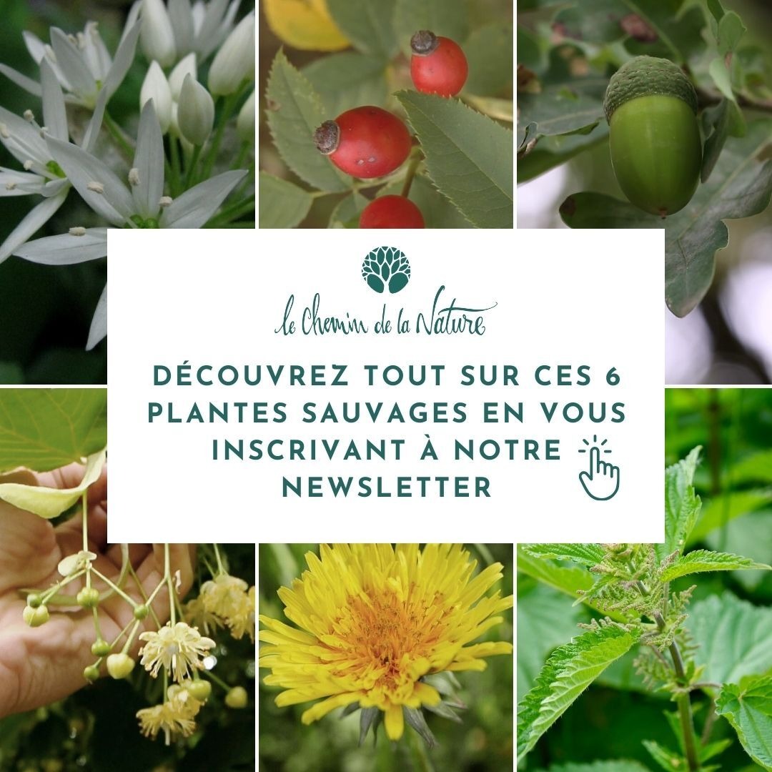 Le Chemin de la Nature Facebook ad: Apprenez à cueillir 6 plantes sauvages!