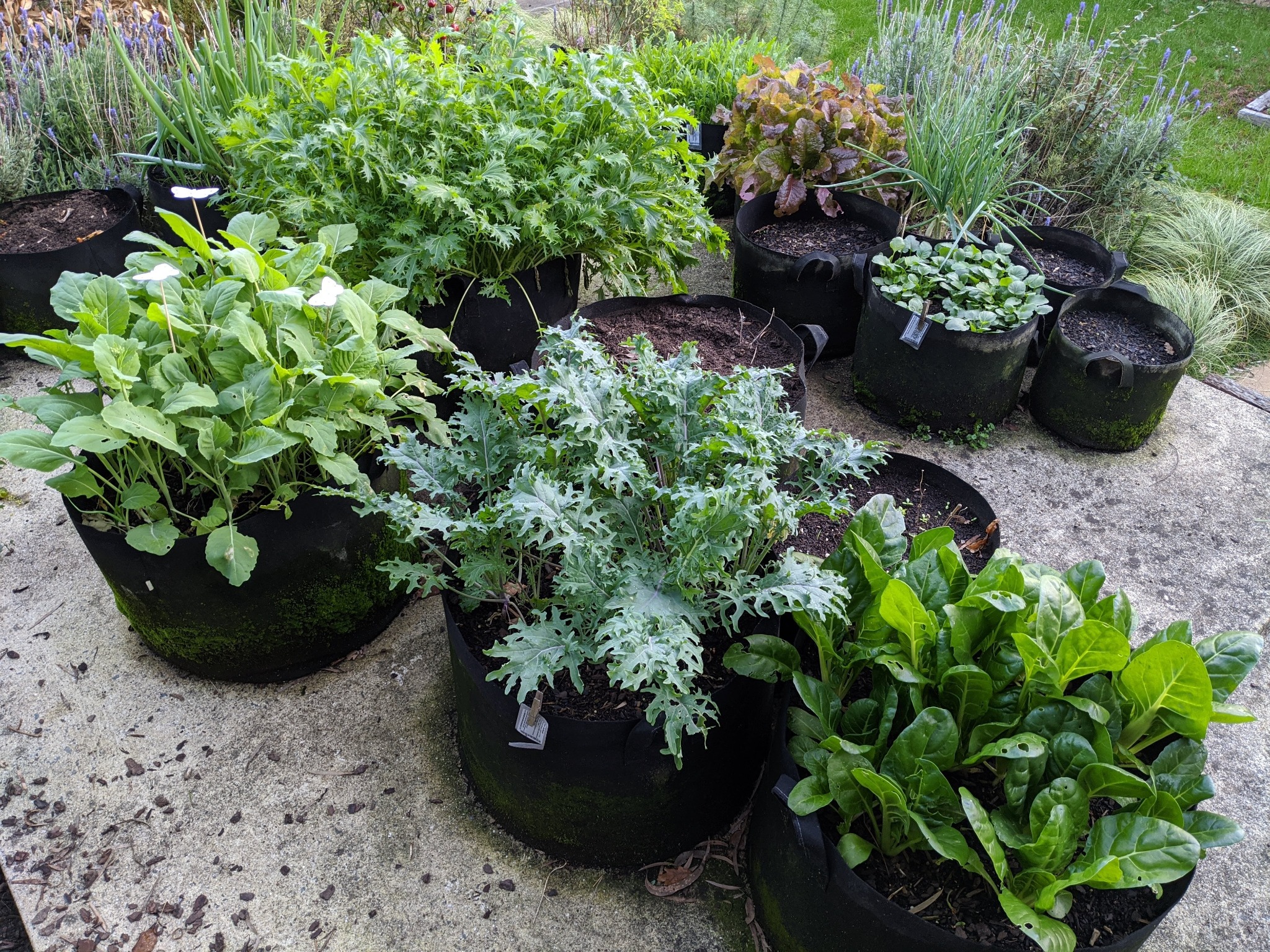 The Seed Collection Pty Ltd Facebook ad