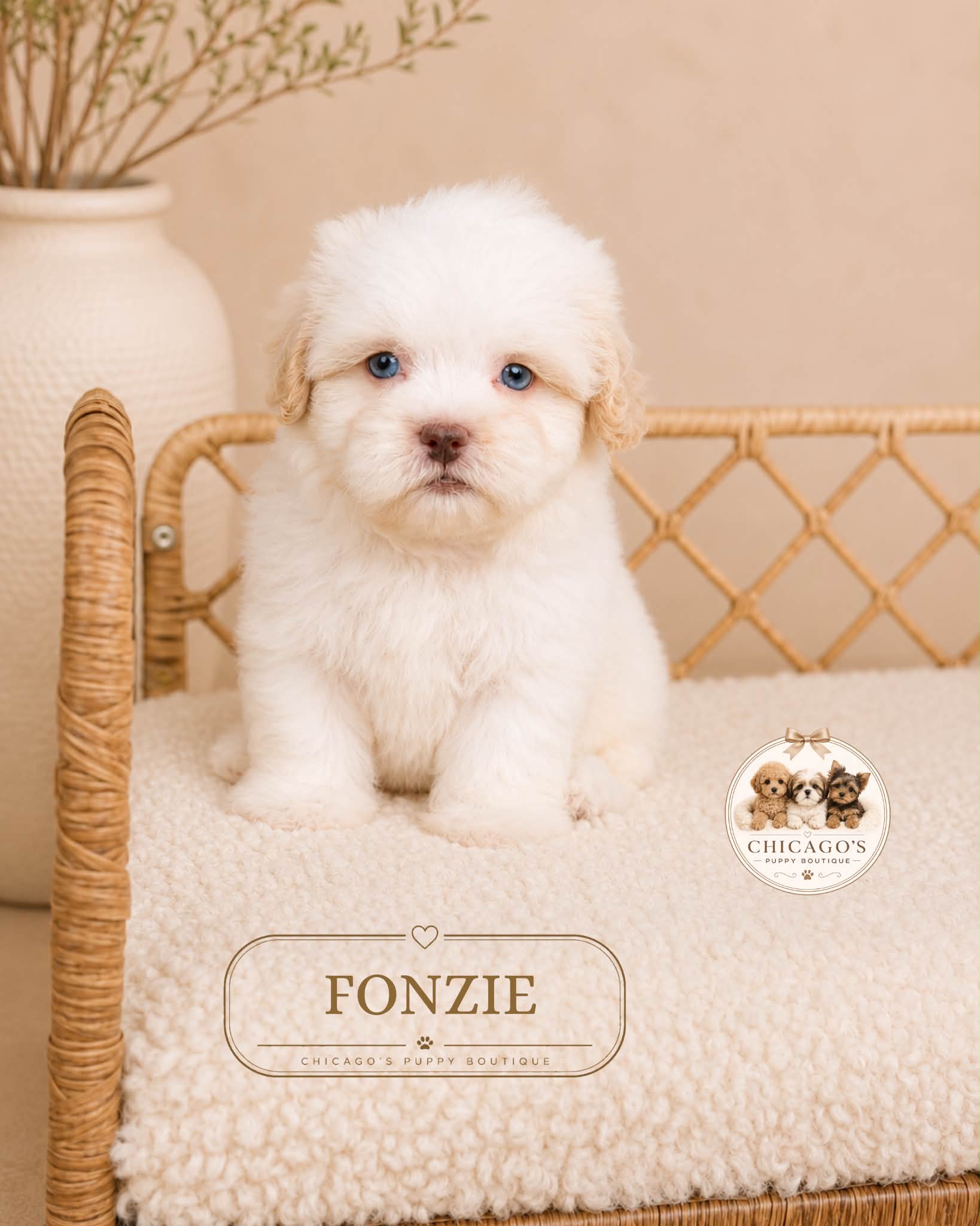 Chicago's Puppy Boutique Facebook ad: Tiny paws, sweet faces, and so many little…