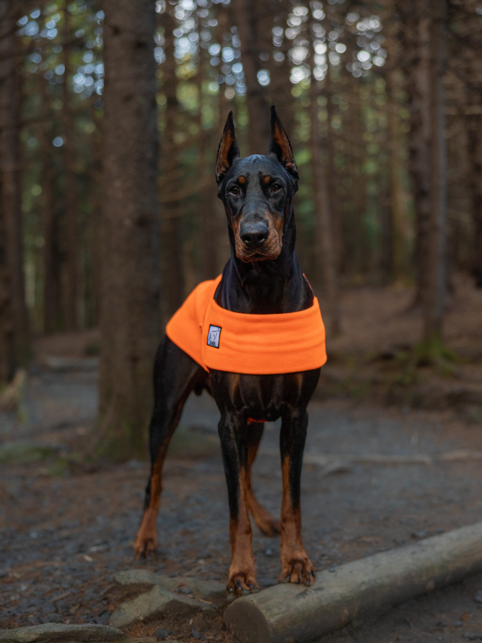 Voyagers K9 Apparel Facebook ad