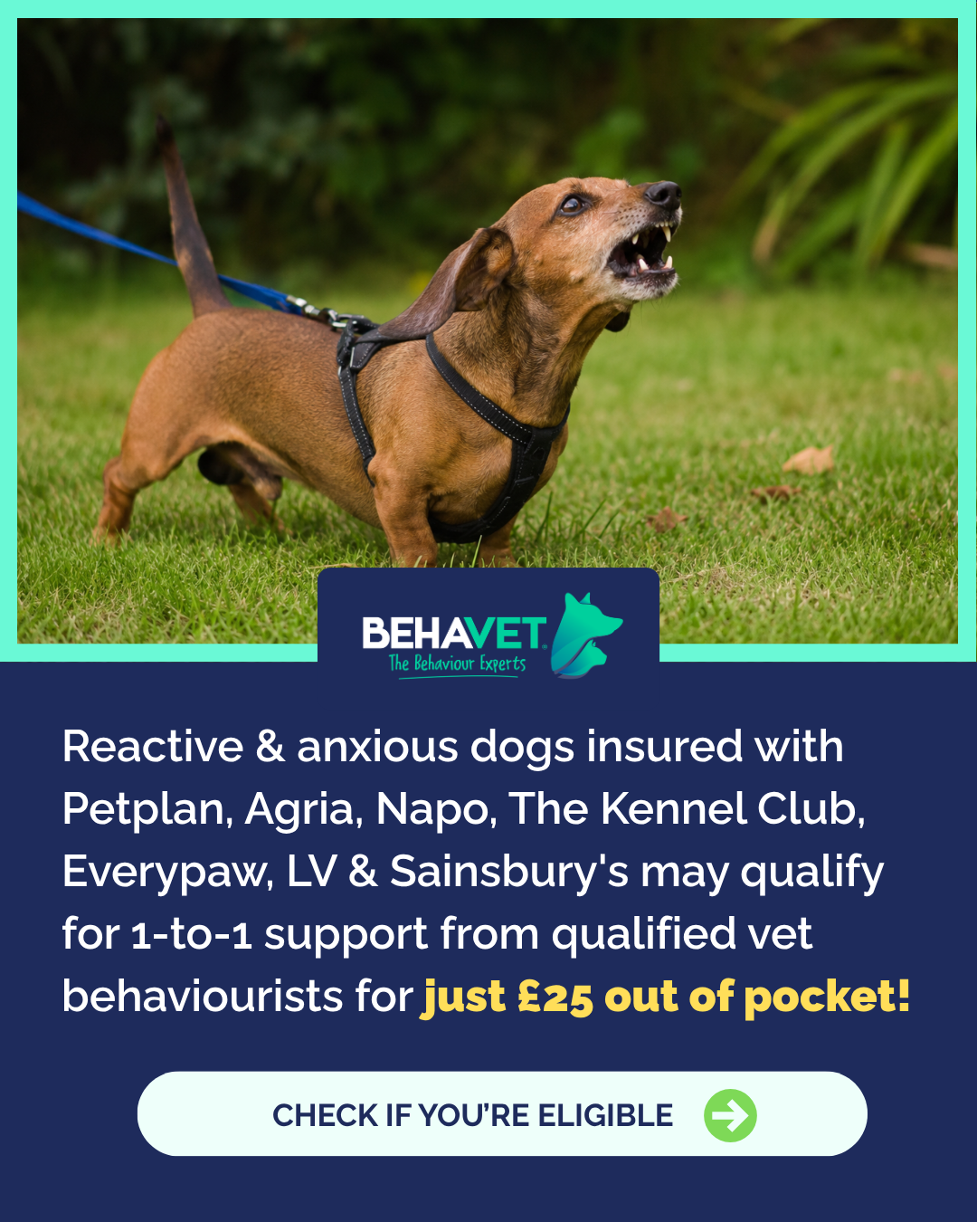 Behavet: The Pet Behaviour Experts Facebook ad