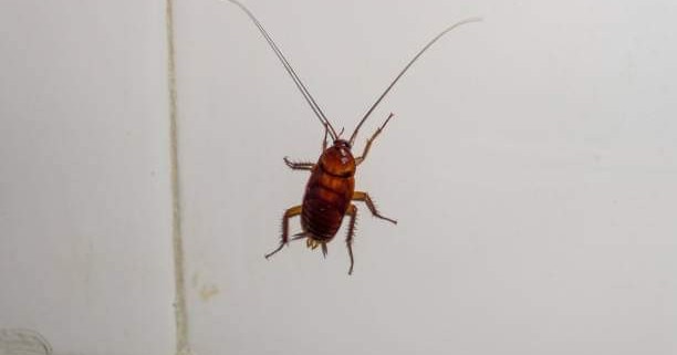 Paffy's Pest Control Facebook ad