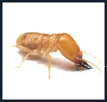 Stoner Pest Control LLC Facebook ad: Pest Control Services, Mifflintown, PA - Stoner Pest…