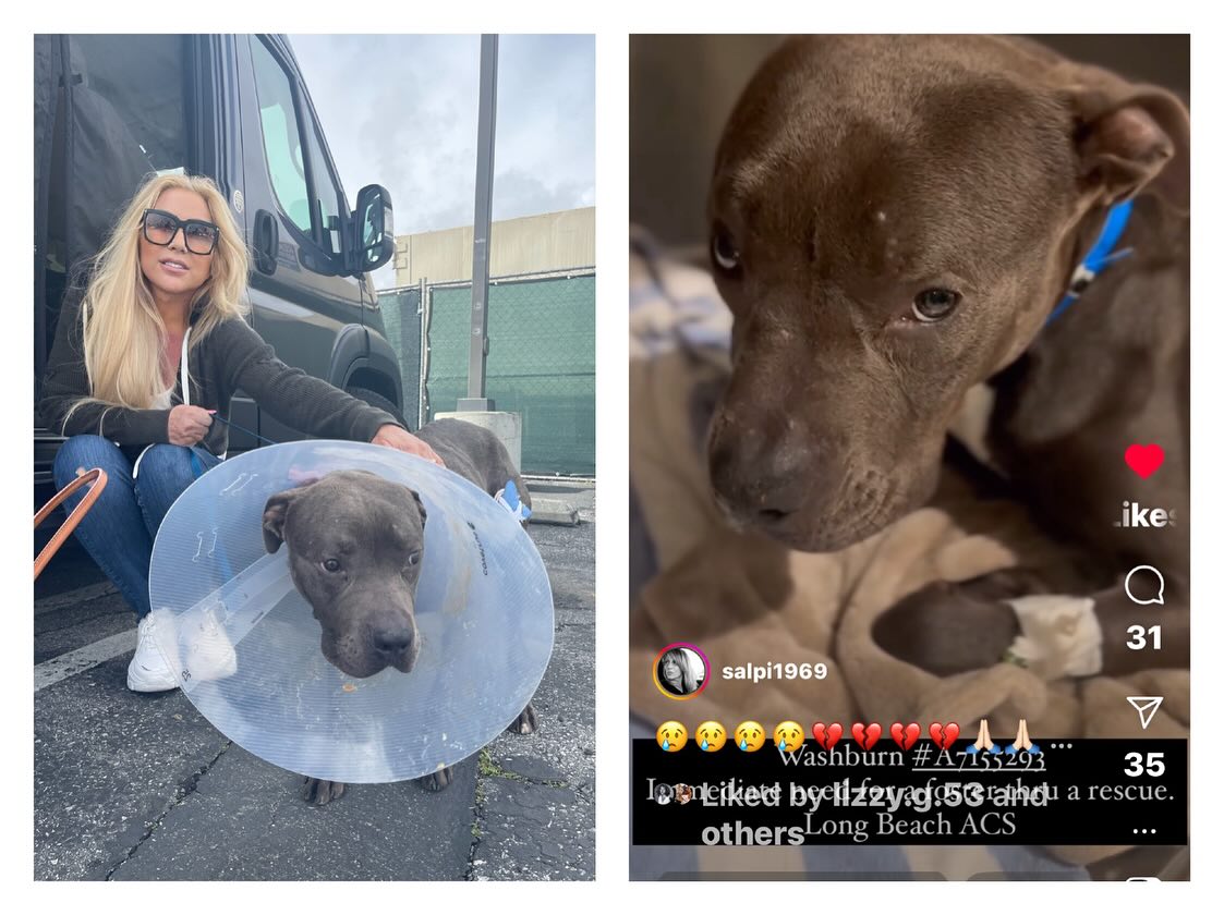 Amore For Dogs Facebook ad: @amorefordogs ABUSED AND ABANDONED!