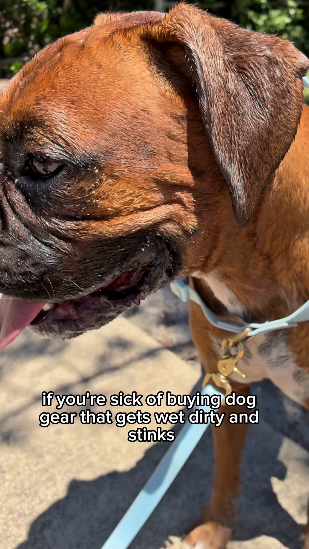 The Beach Pets Facebook ad