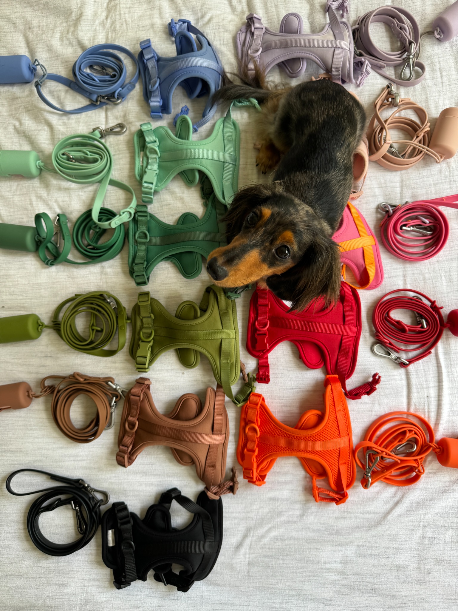 Puppy Parents Facebook ad