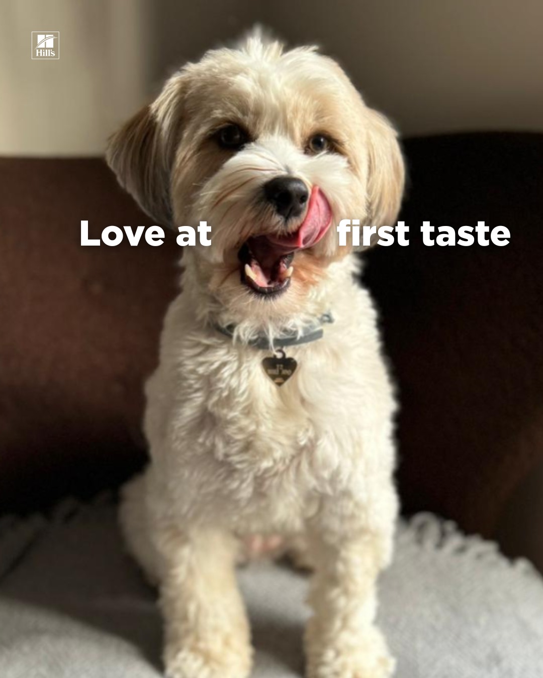 Hill’s Pet Nutrition Facebook ad: Love at first taste, every single time
