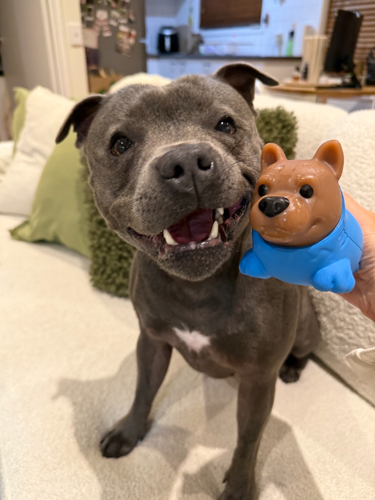 Happy Staffy Co. Facebook ad