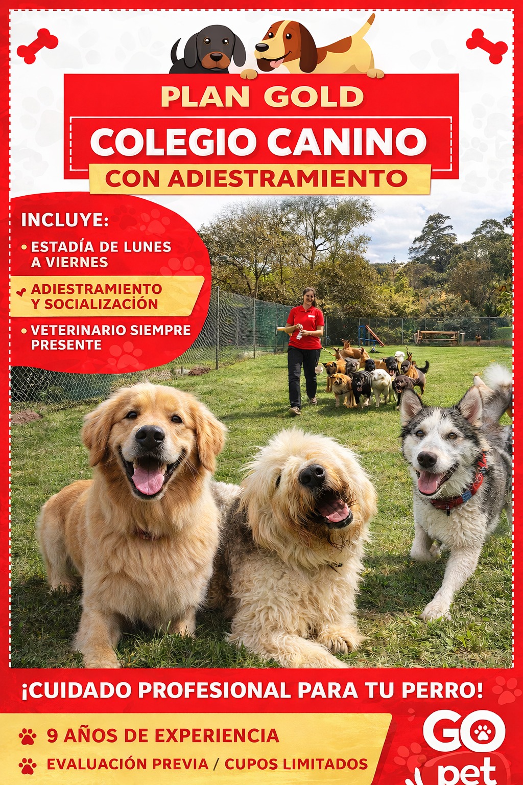 GOpet Facebook ad: En GOpet, tu perro aprende mientras se divierte.