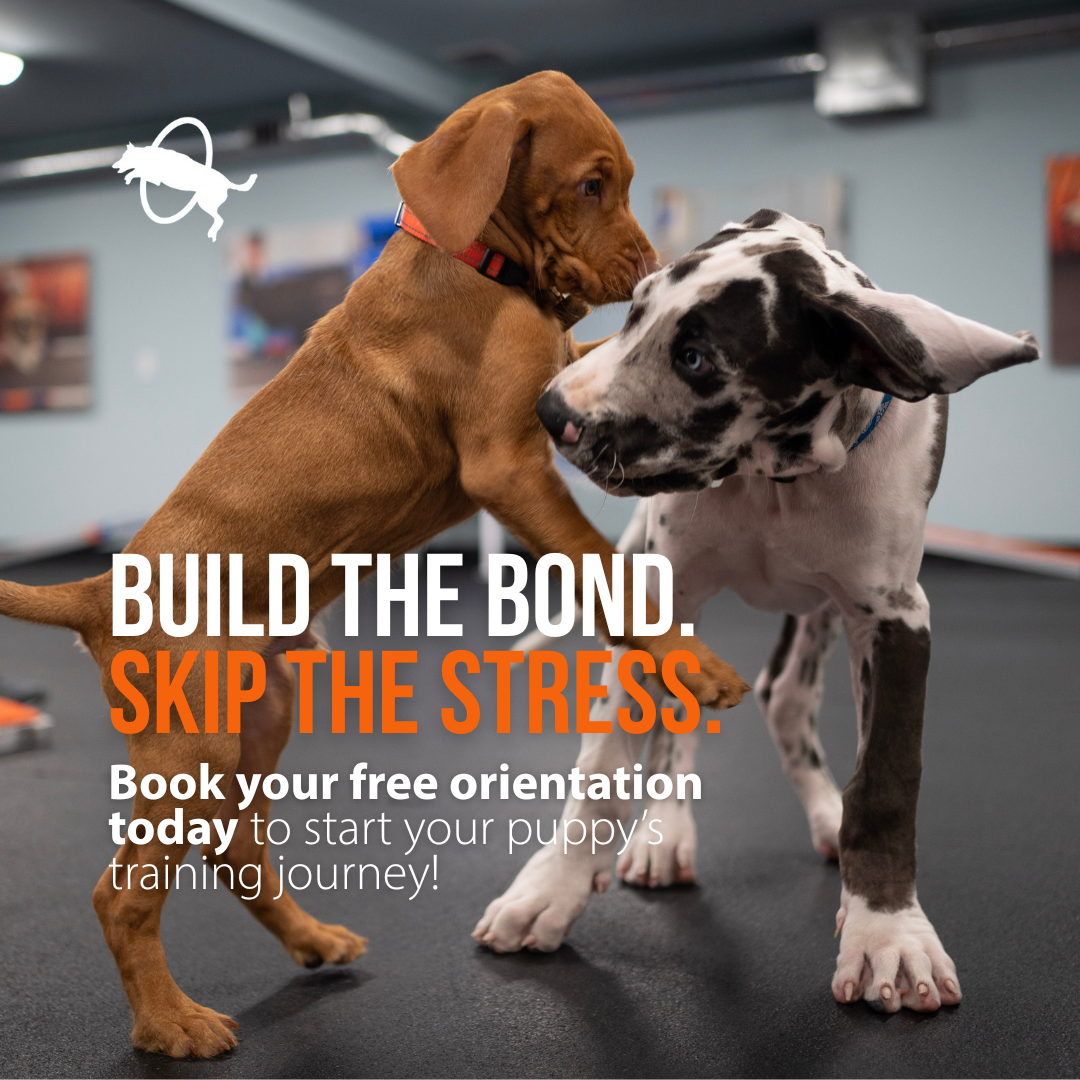 Zoom Room Dog Training Facebook ad: Book your free orientation today!