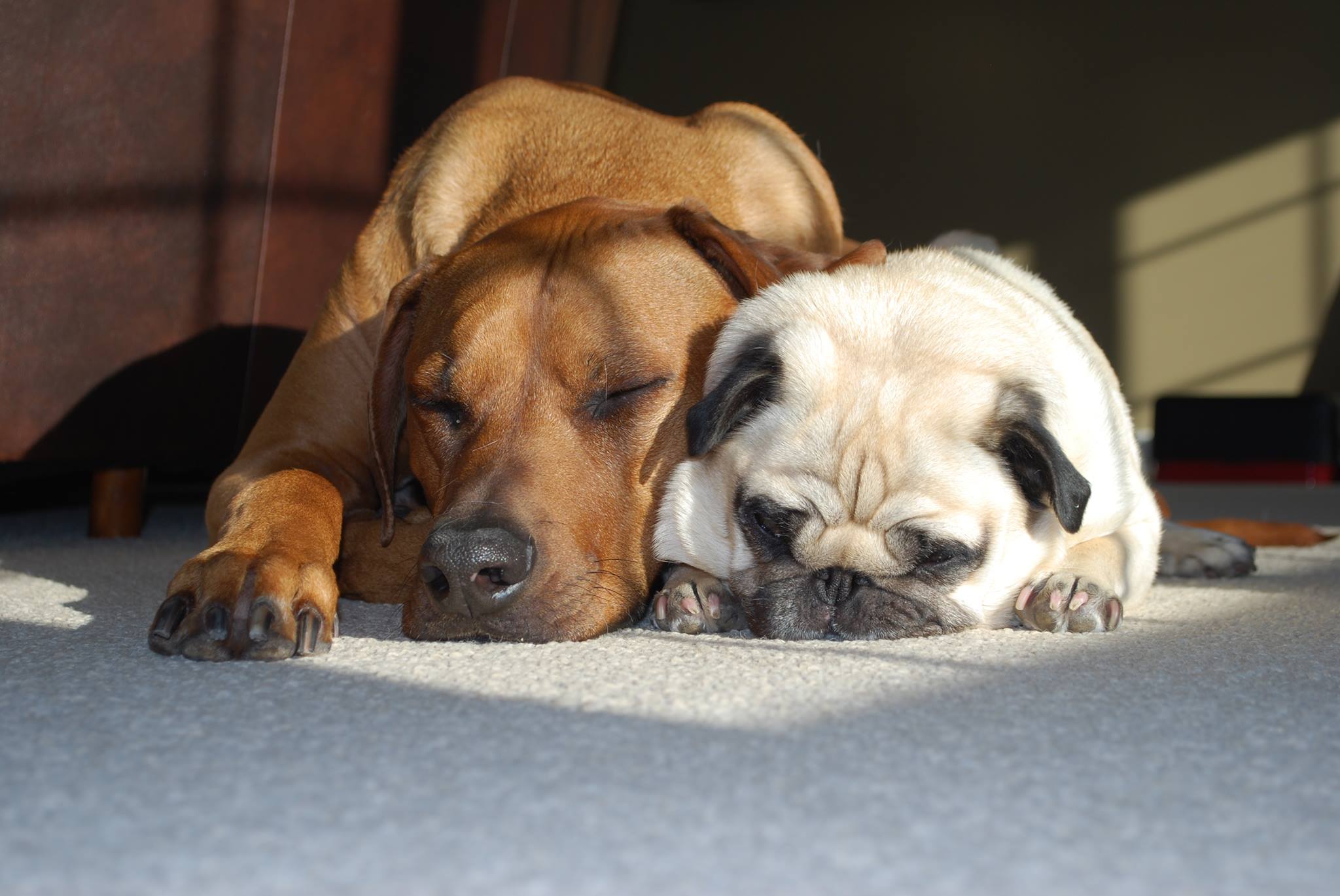Assured Home and Pet Care Inc. Facebook ad: Assured Home And Pet Care