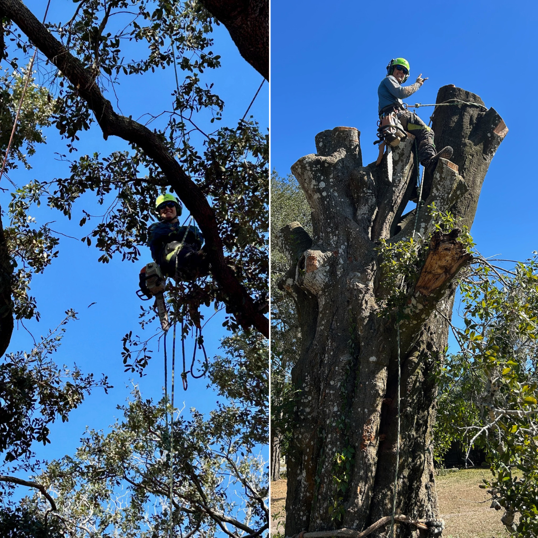 Clear Trax Land Management LLC Facebook ad: Overgrown Trees? We Remove Them