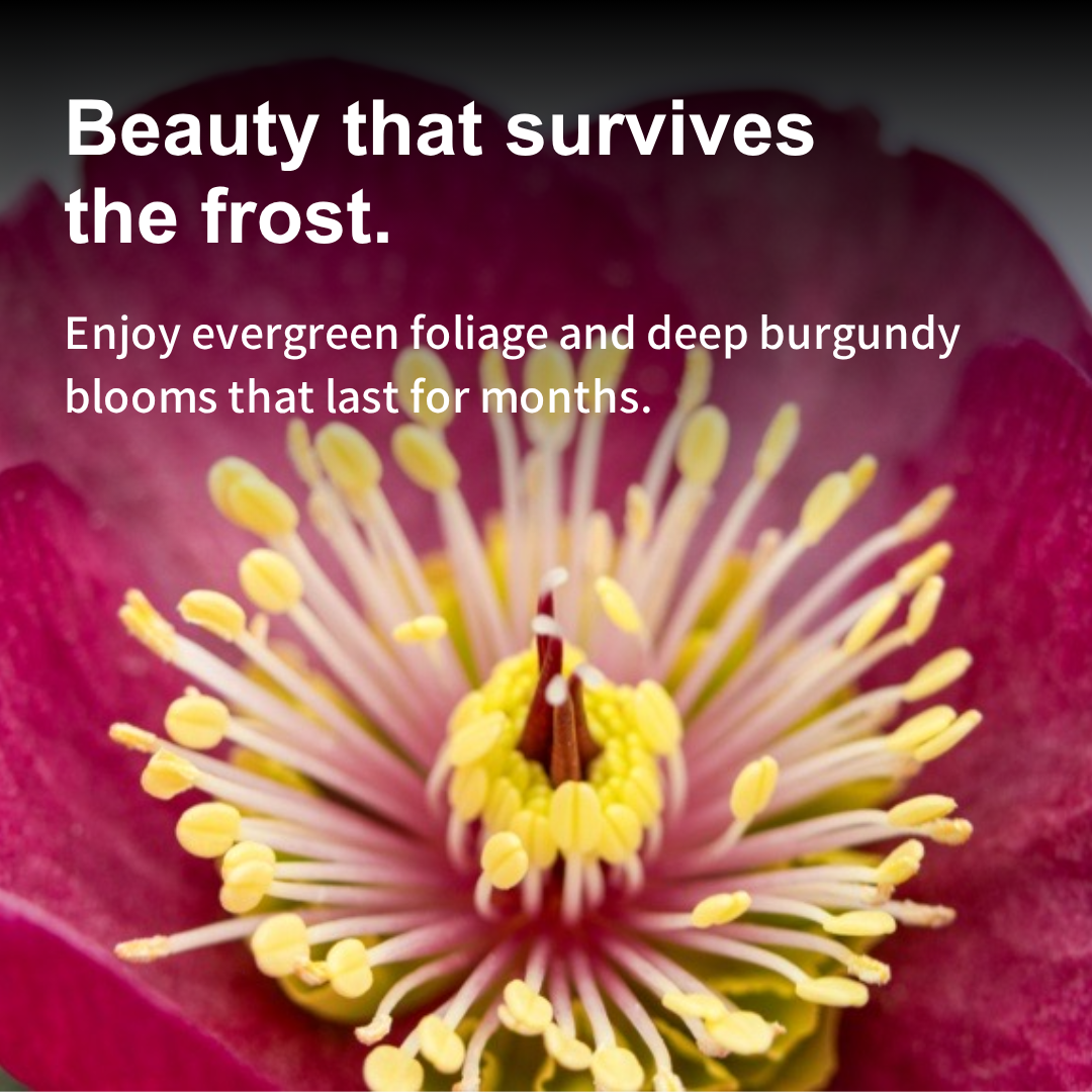 Nature Hills Nursery Facebook ad