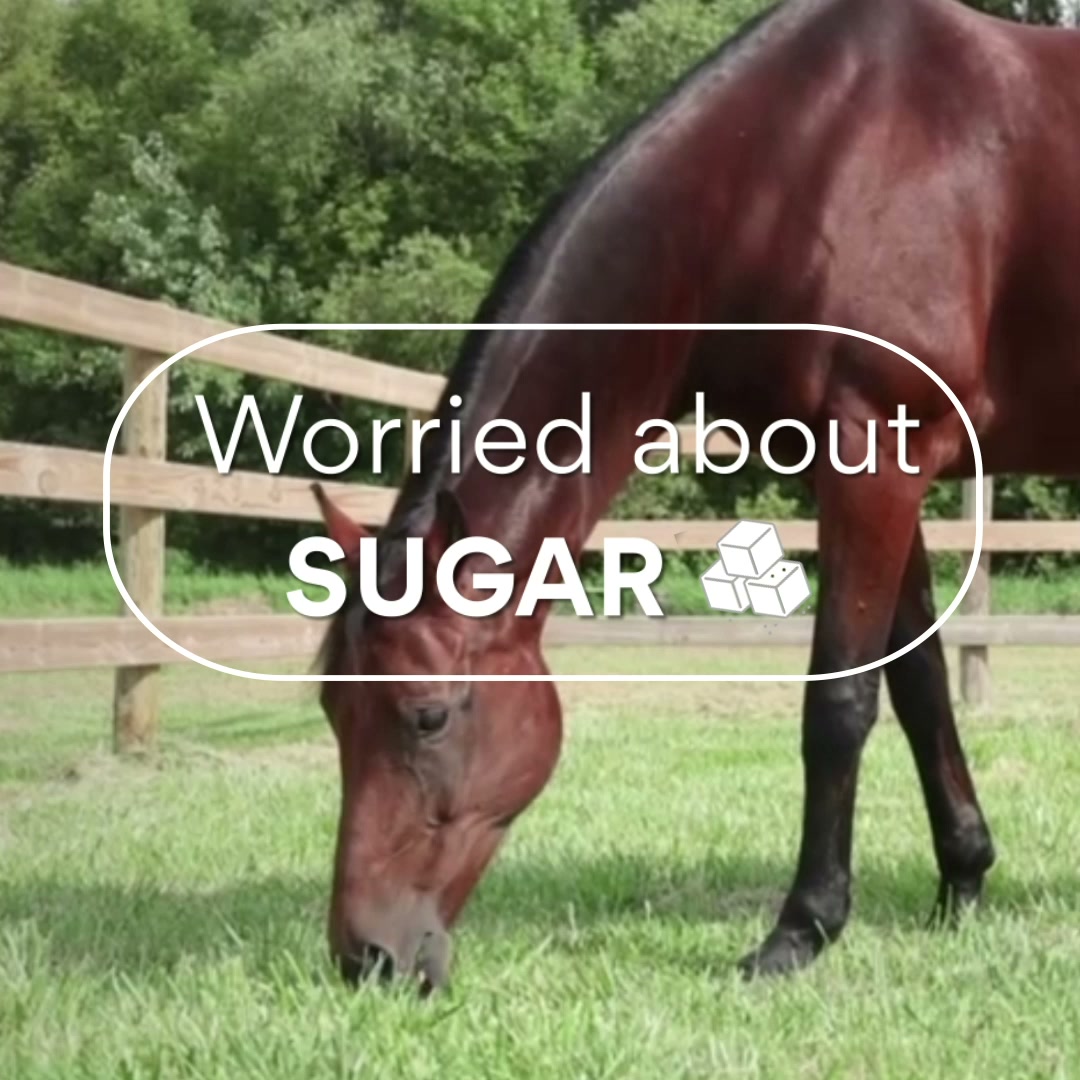 Chewy Facebook ad: Ultra-Low NSC Horse Feed