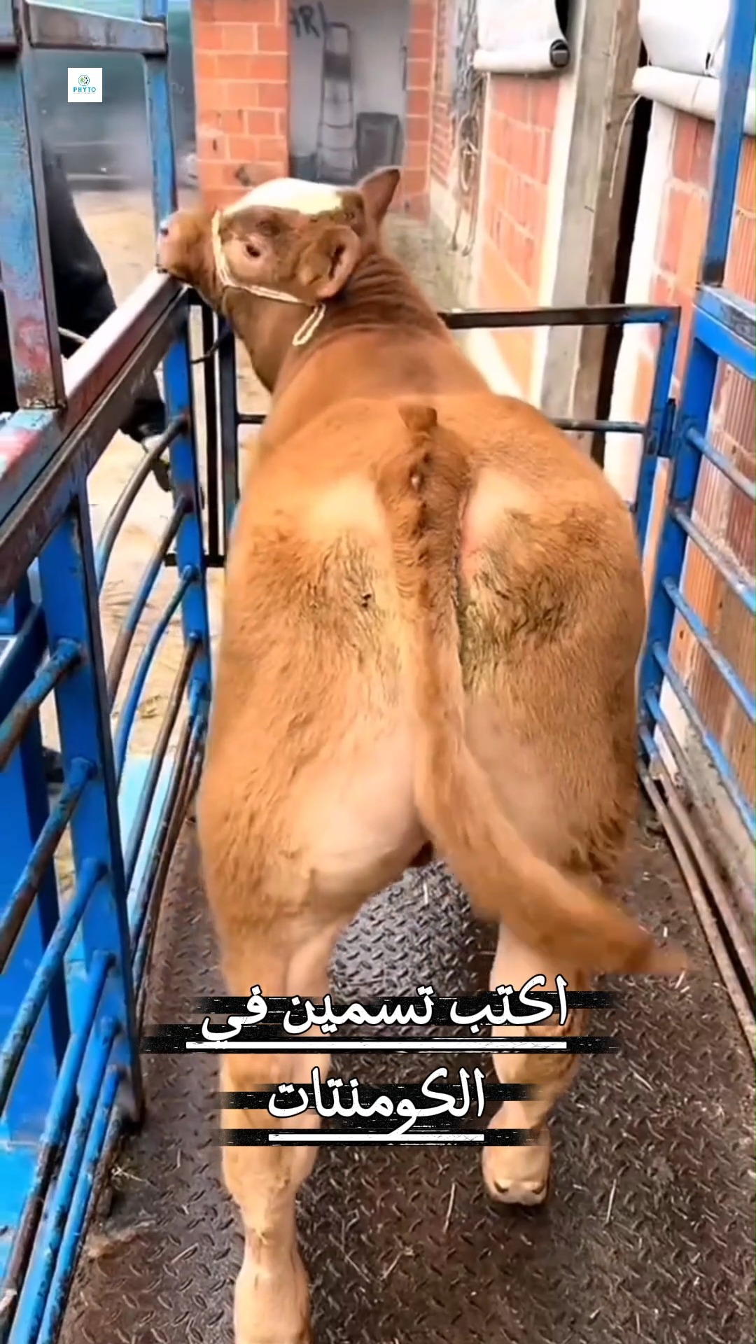 Rotalist - روتاليست - خميره حيه Facebook ad: بدل ما تقعد تأكل سنة