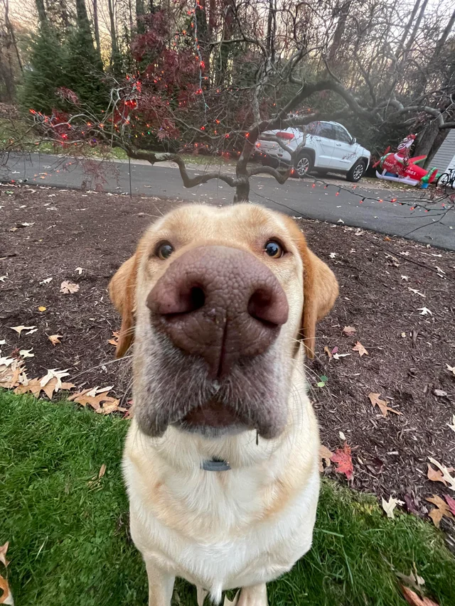 Labradoren Figo Facebook ad