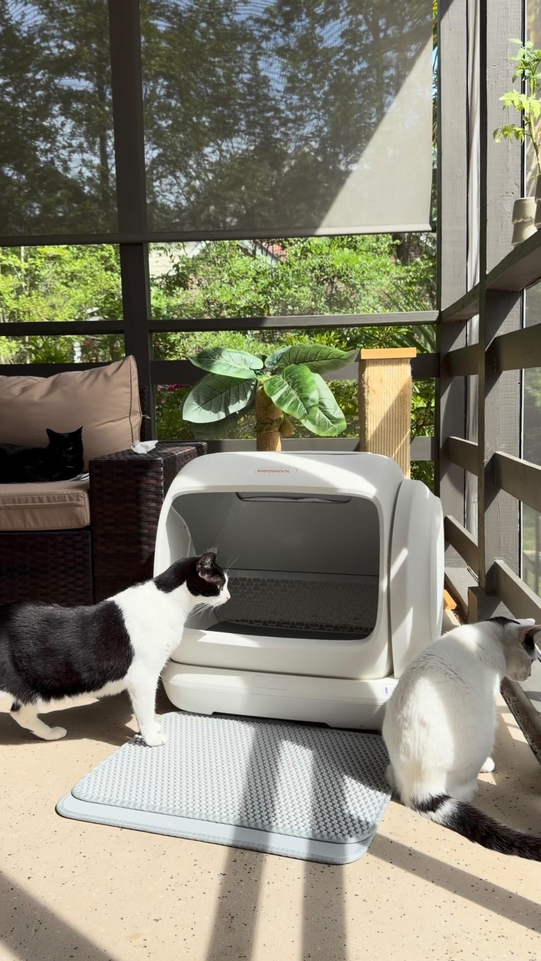 Meowant Facebook ad: Big cat parents, this one’s for you Comment…