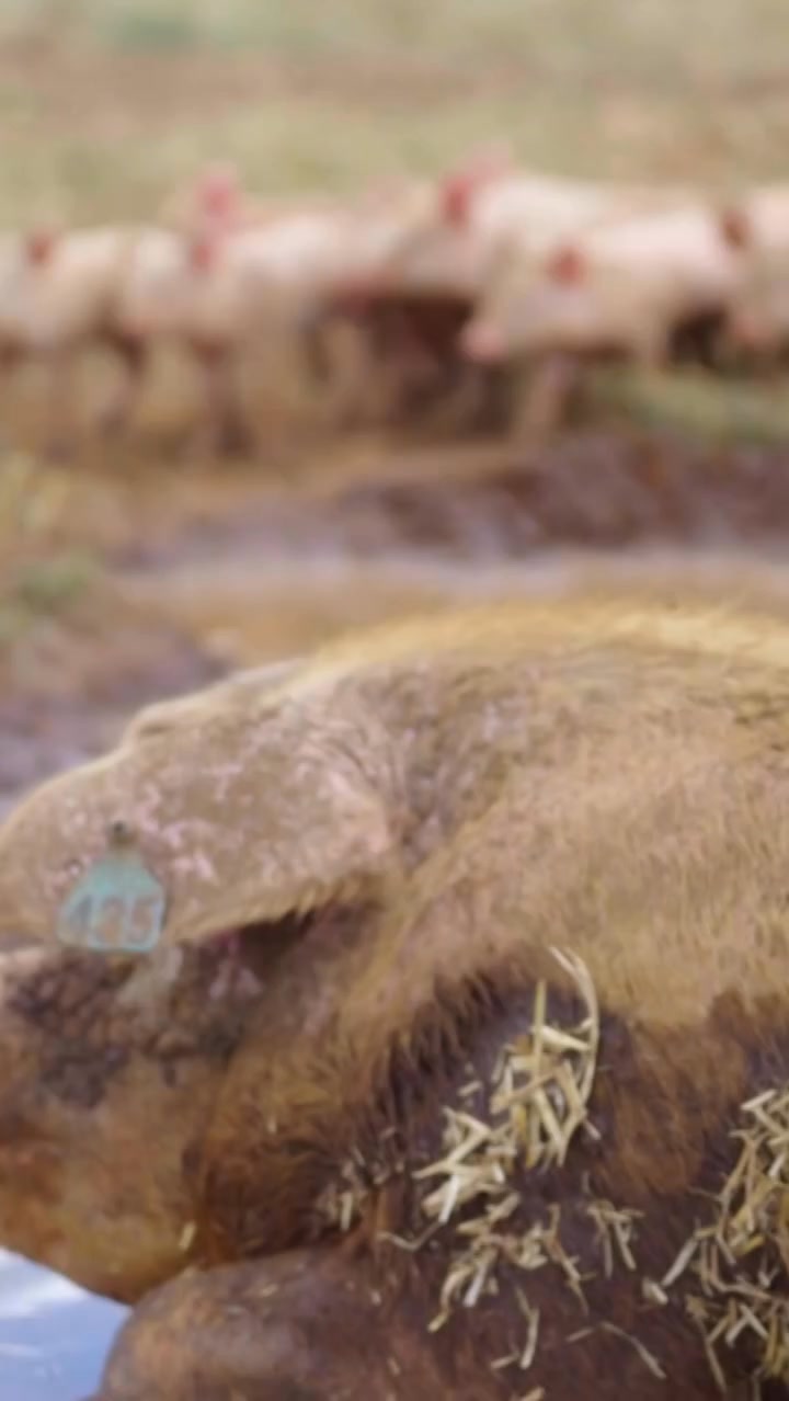 Our Cow Facebook ad: Happy pigs = better pork on your fork